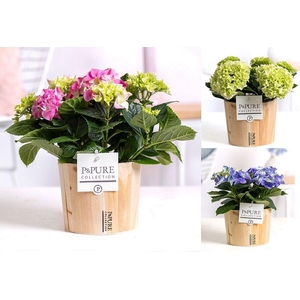 Hydrangea mix in P&PURE Wood 5