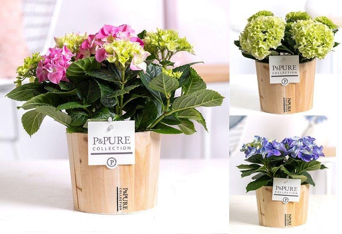 <h4>Hydrangea mix in P&PURE Wood 5</h4>