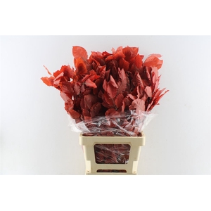 Beuk Beech Stab. Red
