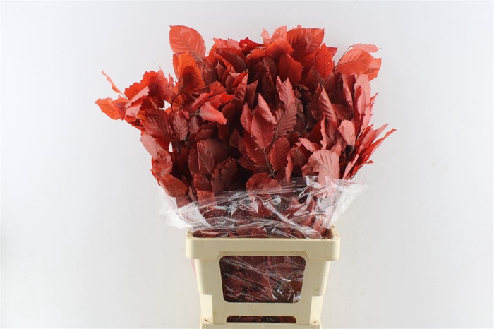 <h4>Beuk Beech Stab. Red</h4>