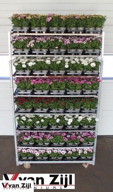 arr8 Osteo Gem Mixk 1 Klr Per Tray