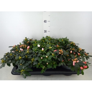 Rhododendron sim.   ...