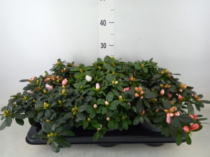 <h4>Rhododendron sim.   ...</h4>