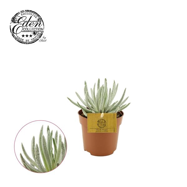 <h4>Senecio Scaposus 10,5cm</h4>