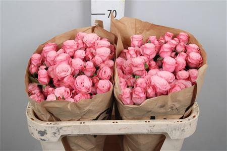 <h4>R Tr Birds Nest</h4>