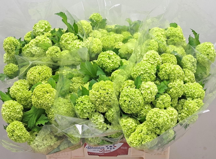 <h4>VIBURNUM ROSEUM ST</h4>