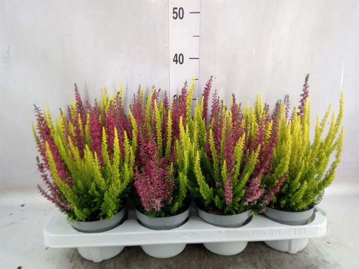 <h4>Calluna vulg. 'Beauty L'  ..mix 2/p</h4>