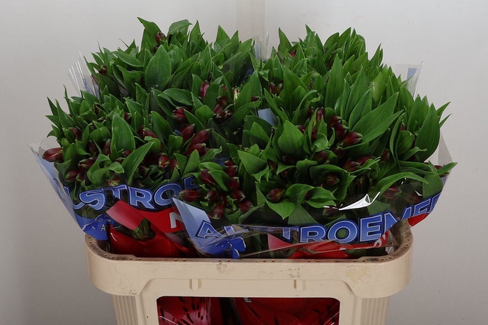 <h4>Alstroemeria  'Noize'</h4>