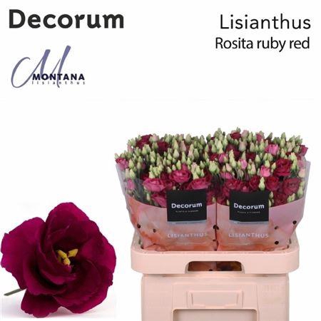 <h4>Eus G Rosita Ruby Red</h4>