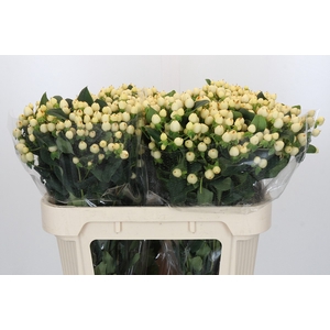 Hypericum Magical White Prince