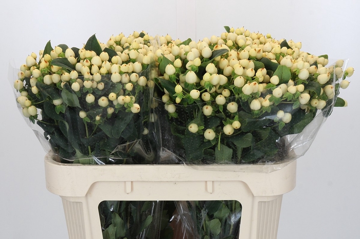 <h4>Hypericum Magical White Prince</h4>