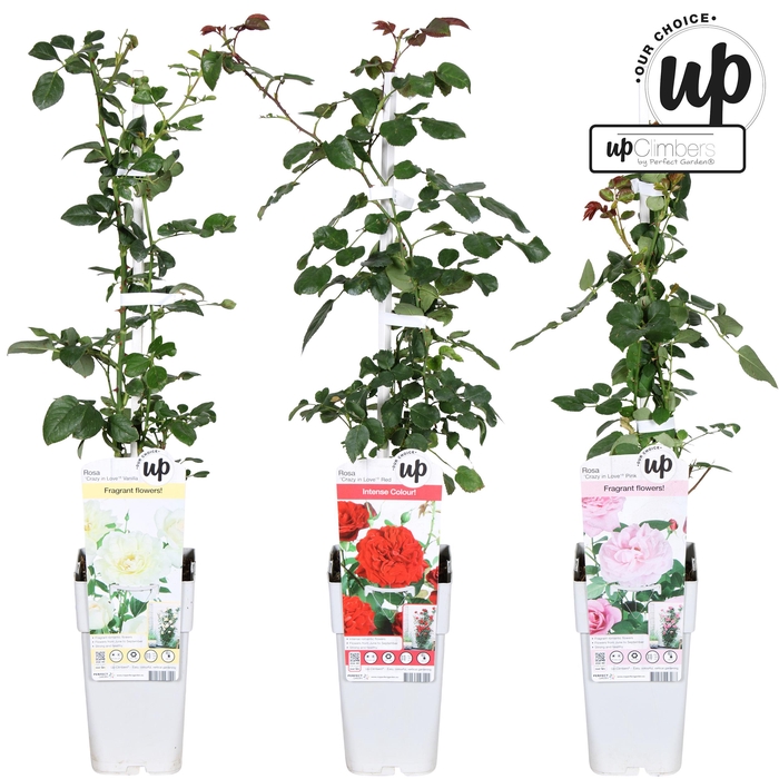 <h4>Rosa Our Choice mix tray P15</h4>