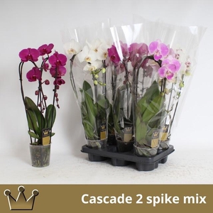 PHAL EL CASCADE