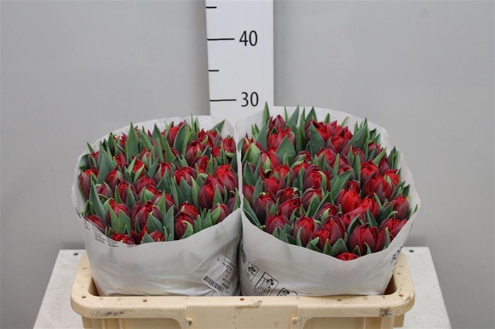 <h4>Tu Du Red Princess</h4>