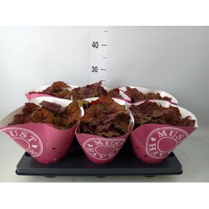 Begonia BD 'Beleaf Amber Love'