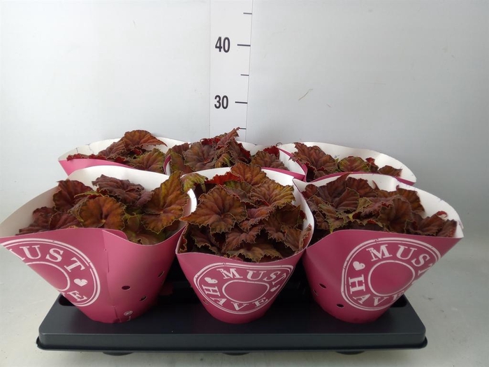 <h4>Begonia BD 'Beleaf Amber Love'</h4>