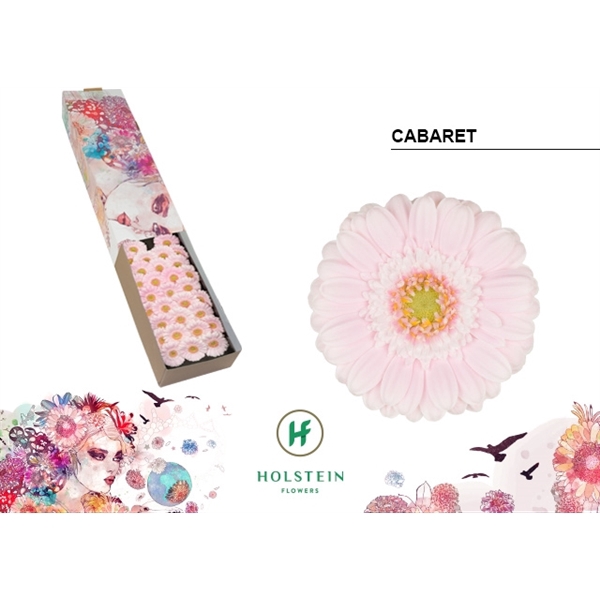<h4>Ge Mi Cabaret Box Holstein</h4>