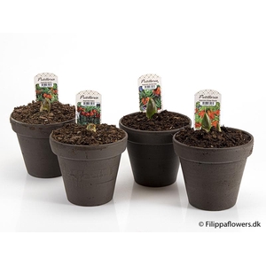 FRITILLARIA IMPERIALIS