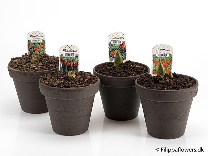 <h4>FRITILLARIA IMPERIALIS</h4>