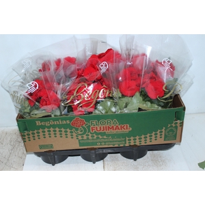 BEGONIA BALADIN P15