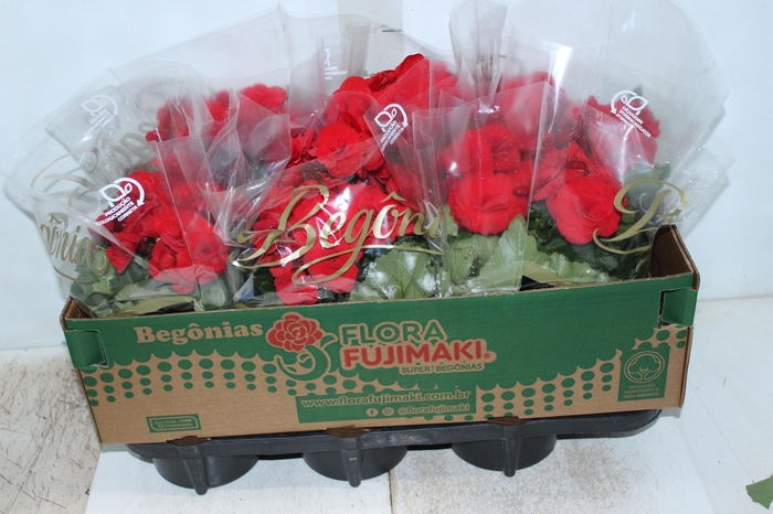 <h4>BEGONIA BALADIN P15</h4>