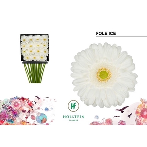 Gerbera Pole Ice Diamond per kaart
