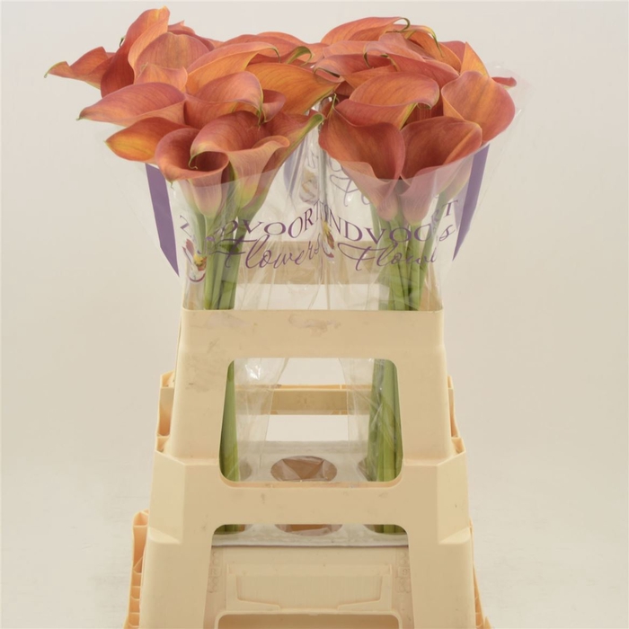 <h4>Calla Orange Pride</h4>