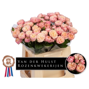 R TR ROYAL BLUSH