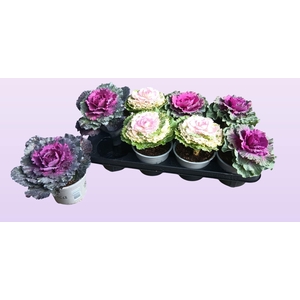 BRASSICA (SIERKOOL)