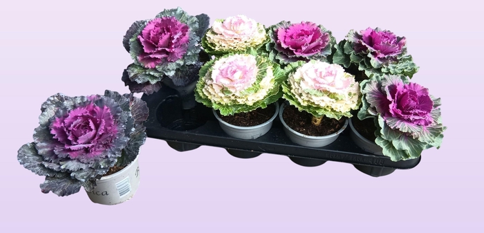 <h4>BRASSICA (SIERKOOL)</h4>