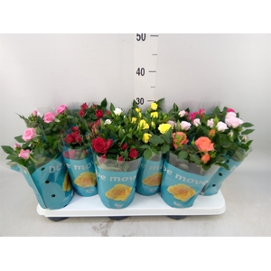 Rosa  'Beau Monde'   ...mix