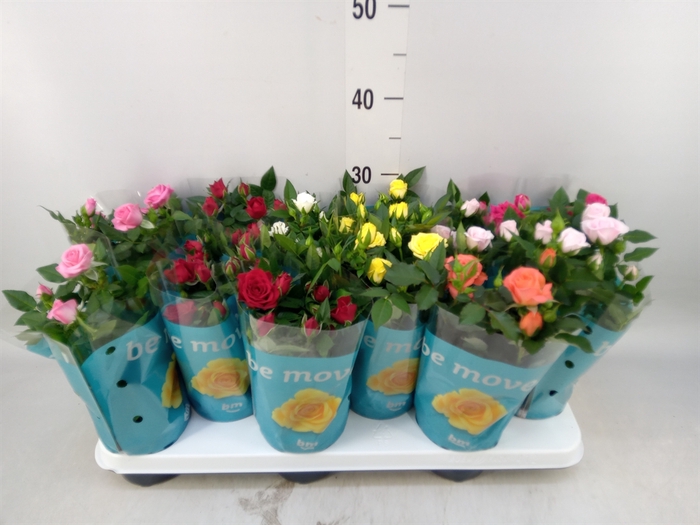 <h4>Rosa  'Beau Monde'   ...mix</h4>