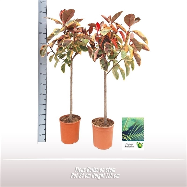<h4>Ficus Belize op stam</h4>