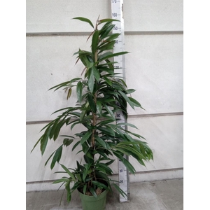 Ficus binn. 'Amstel King'