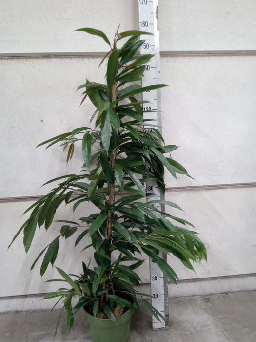 <h4>Ficus binn. 'Amstel King'</h4>