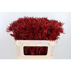 Eryn Orion Kl Bh Rood