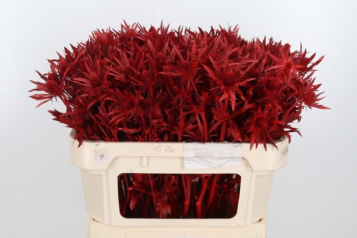 <h4>Eryn Orion Kl Bh Rood</h4>