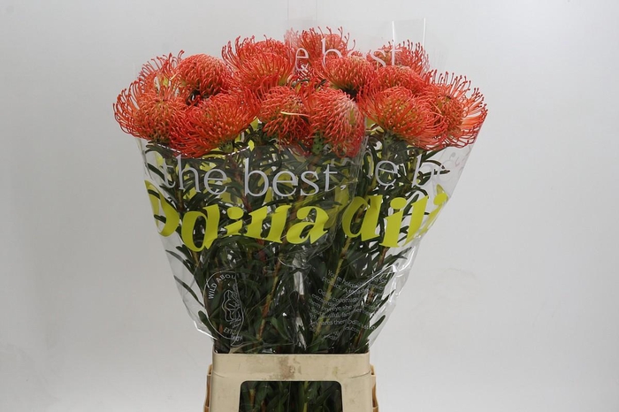 <h4>Nutans Succession</h4>