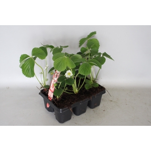 Fragaria (aardbei) in 6pack