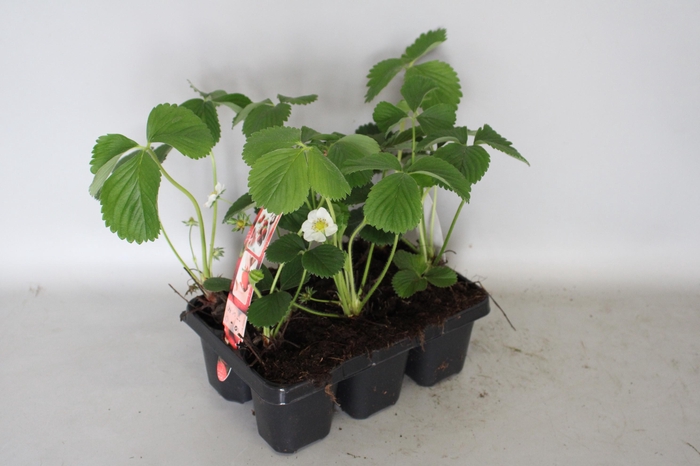 <h4>Fragaria (aardbei) in 6pack</h4>