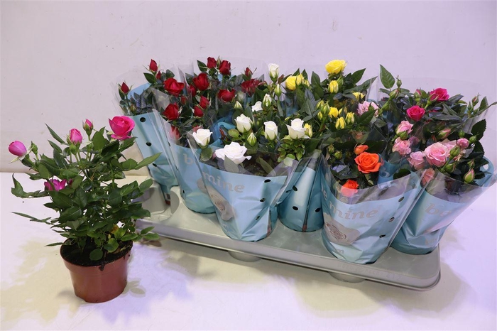 <h4>Ro B Monde Gem</h4>