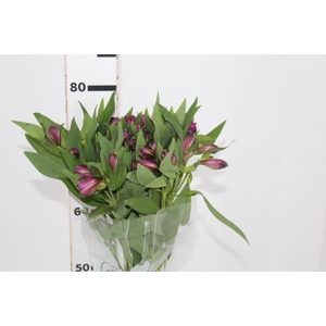 ALSTROEMERIA XANADU 080 CM ROXO