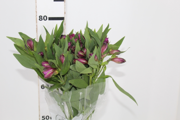 <h4>ALSTROEMERIA XANADU 080 CM ROXO</h4>