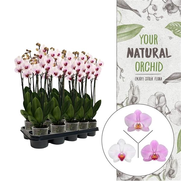<h4>Your Natural Orchid | Pink | Phalaenopsis 3 spike</h4>