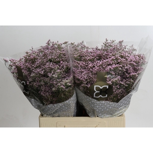 Limonium Safora Oshi Pink