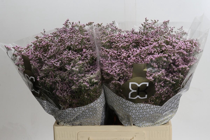 Limonium Safora Oshi Pink