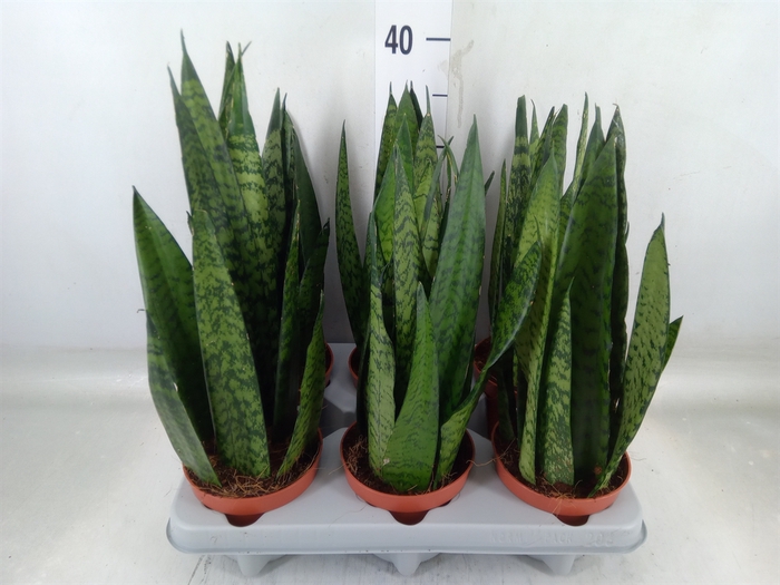 <h4>Sansevieria zeylanica</h4>