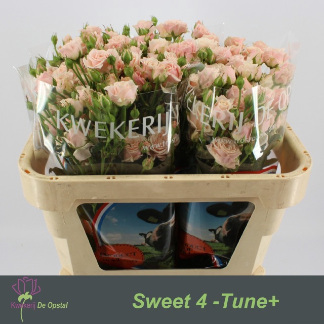 <h4>R tr Sweet 4-Tune+</h4>