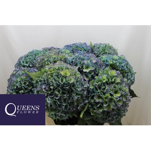 HYDR M ROY PARADE CL