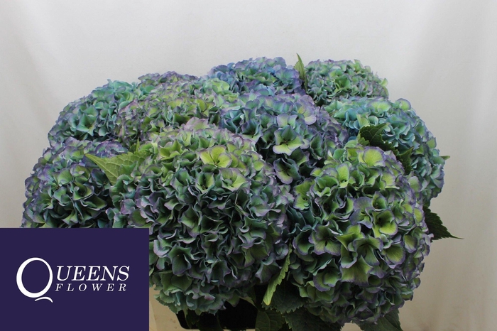 <h4>HYDR M ROY PARADE CL</h4>